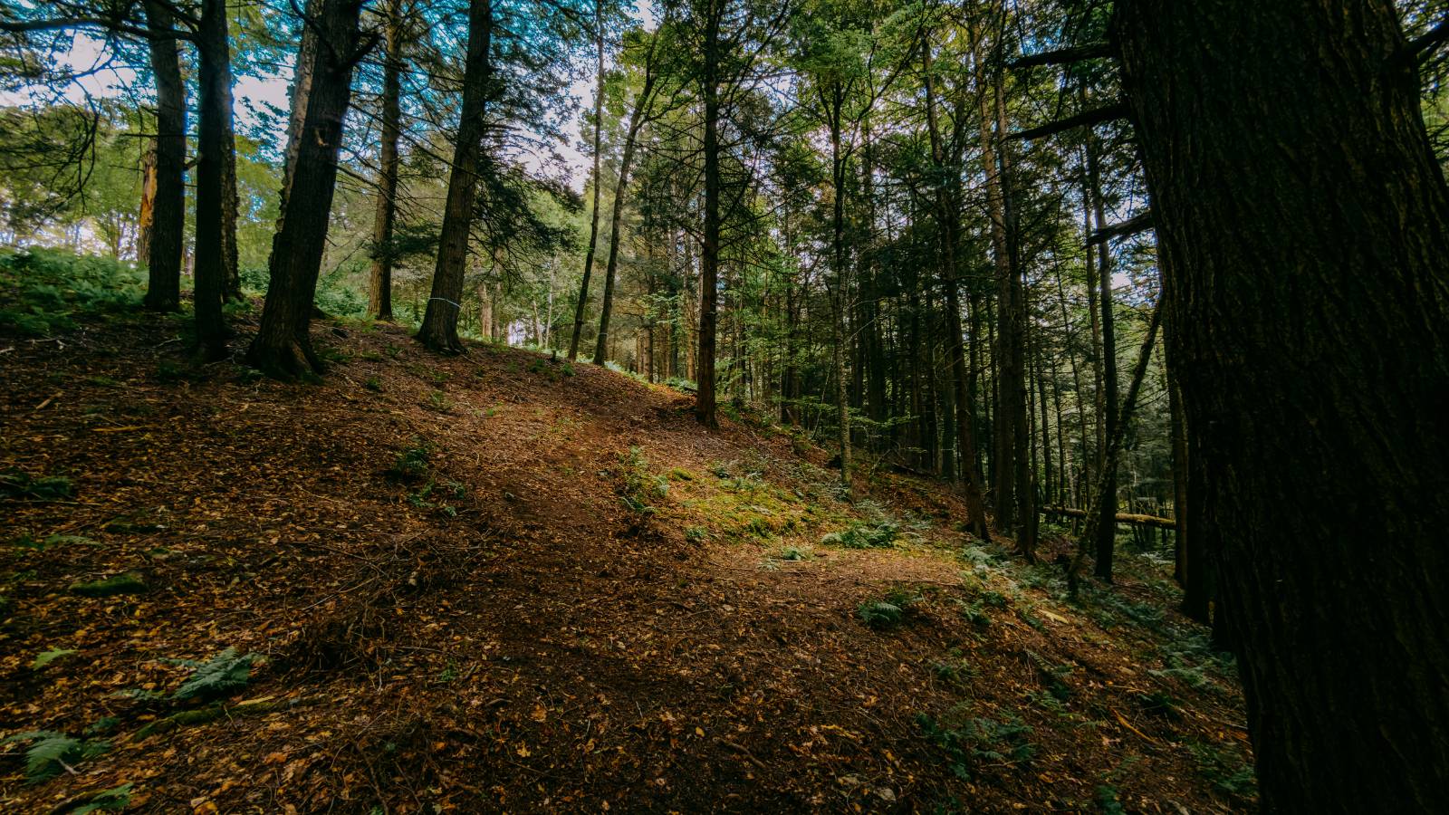 #9 photo, 0 Weidick Rd, Andes , NY 13731