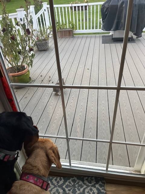 #27 photo, 809 Peckville Road, Dolgeville , NY 13329