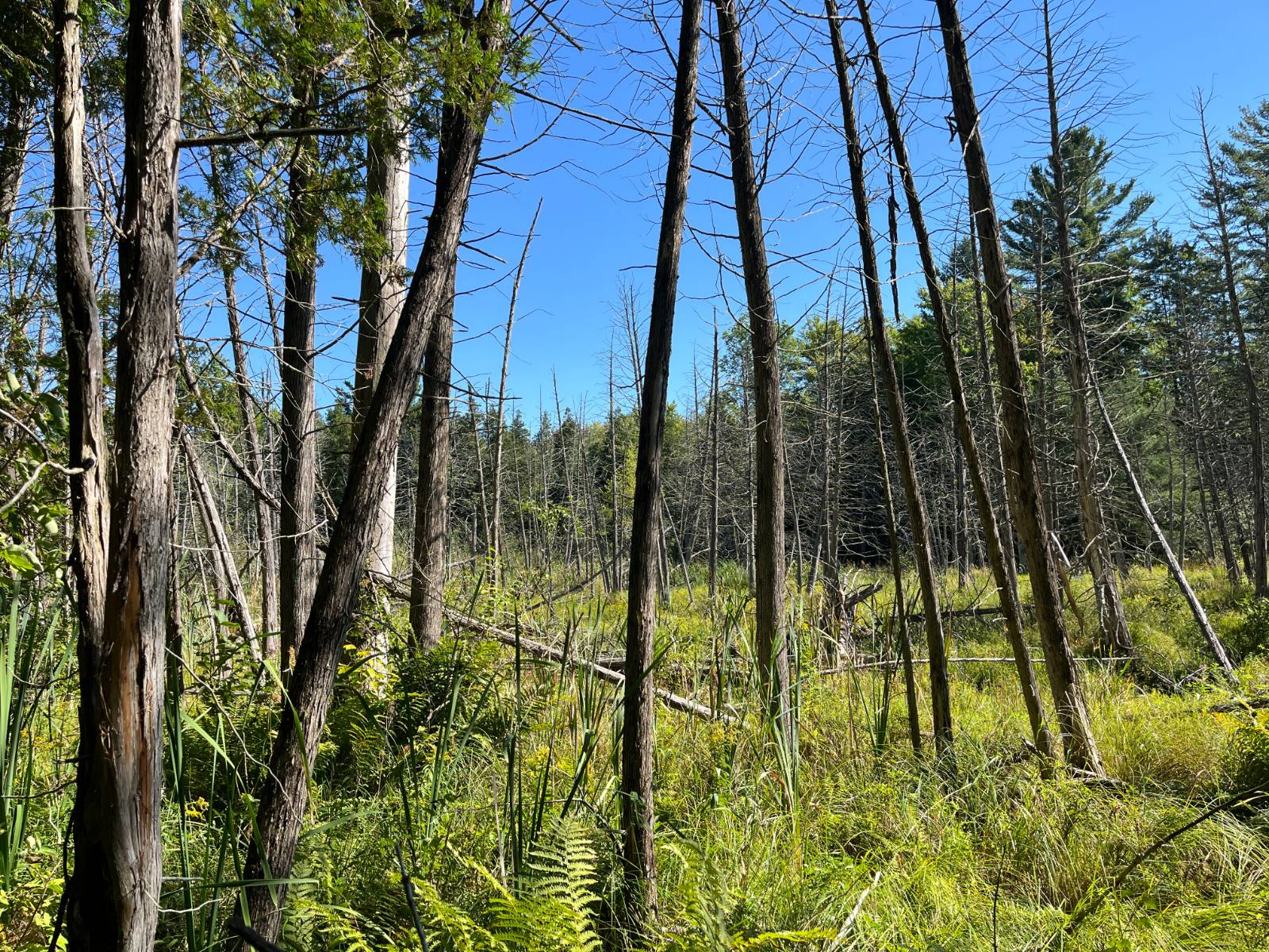 #14 photo, 00 County Route 47, #3, Winthrop , NY 13676