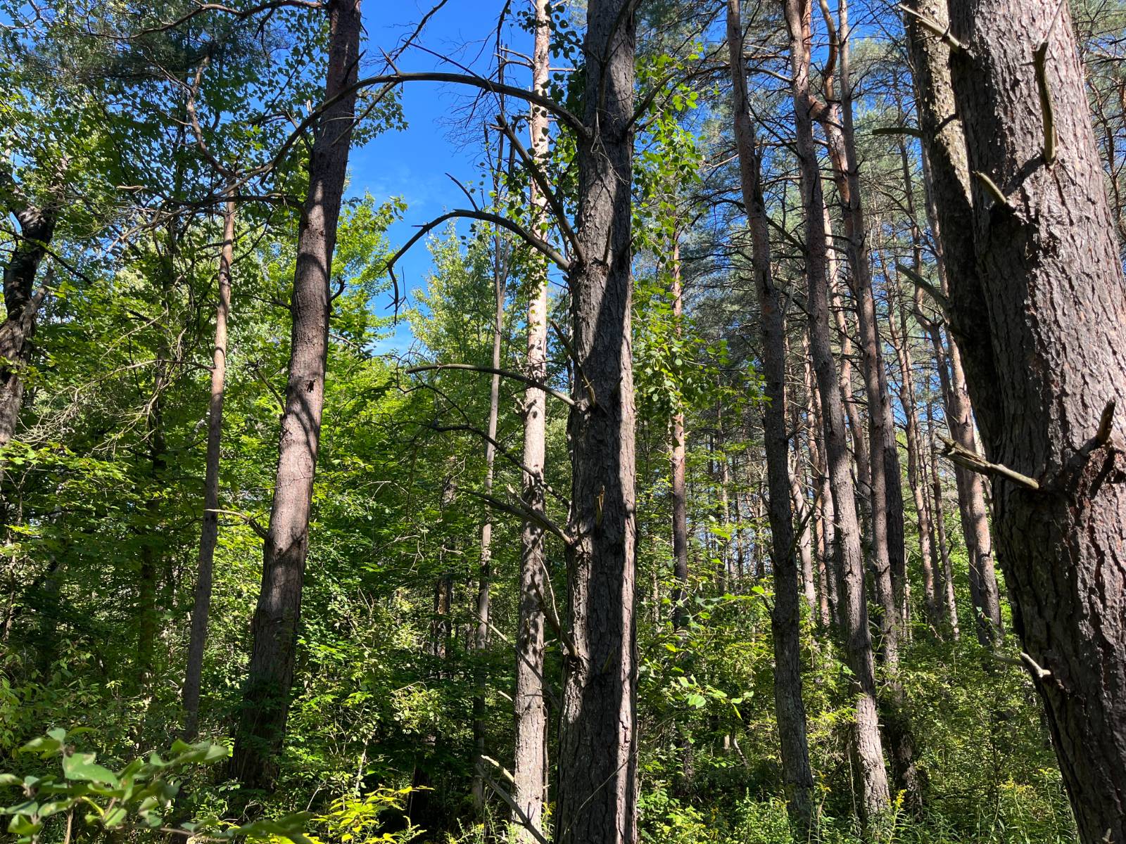 #16 photo, 00 County Route 47, #3, Winthrop , NY 13676