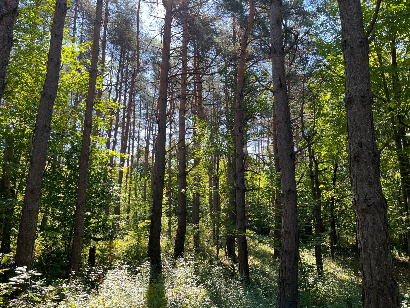 #1 photo, 00 County Route 47, #4, Winthrop , NY 13676