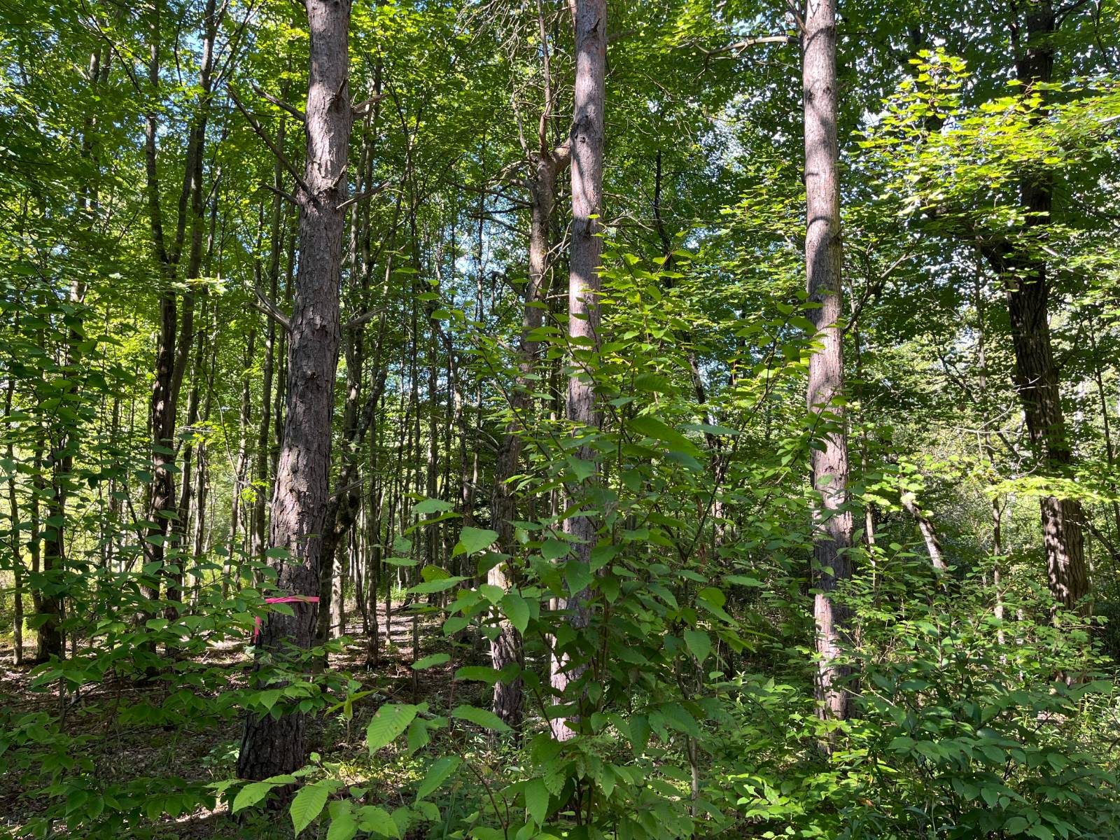 #13 photo, 00 County Route 47, #4, Winthrop , NY 13676