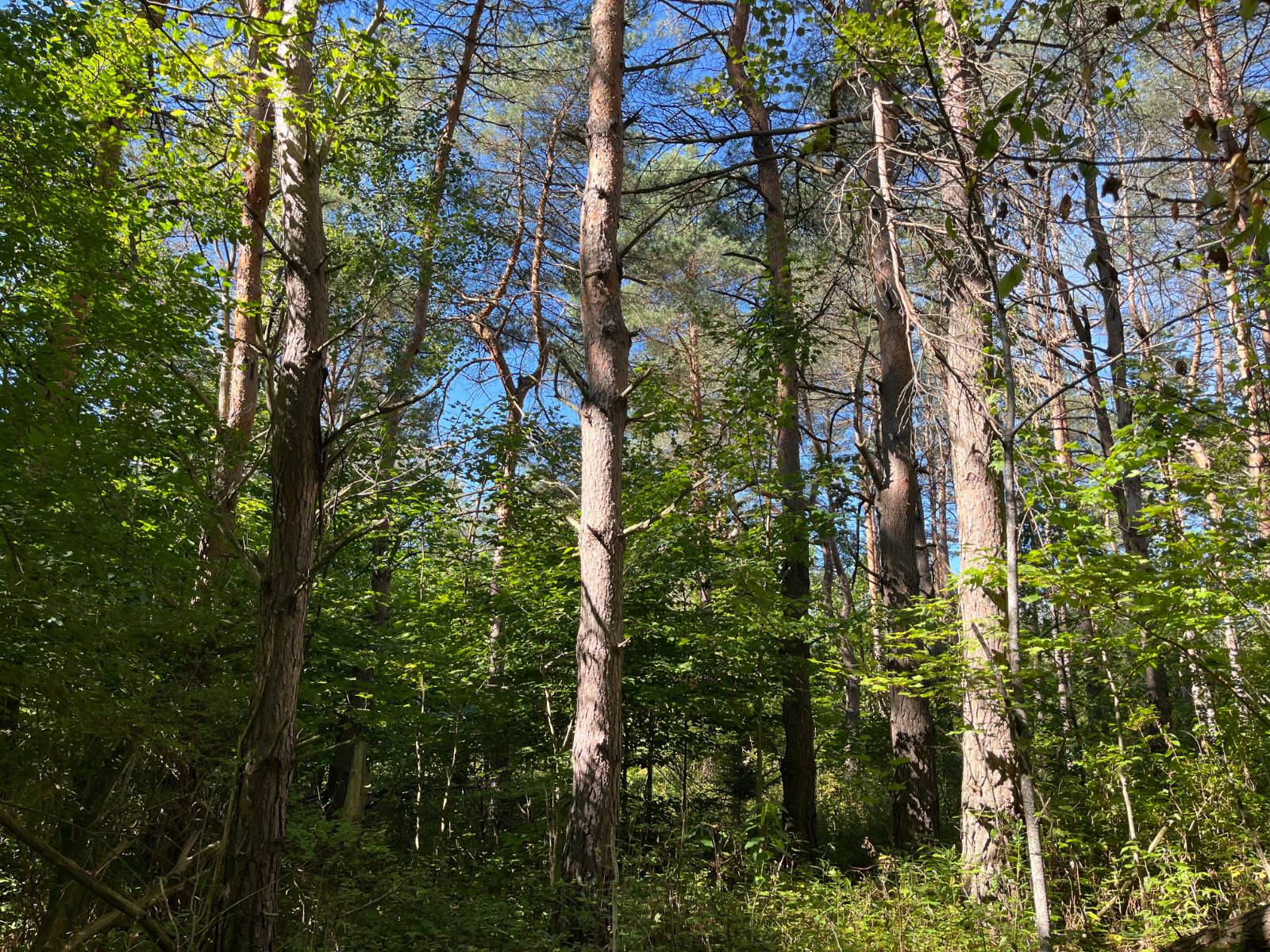 #6 photo, 00 County Route 47, #4, Winthrop , NY 13676