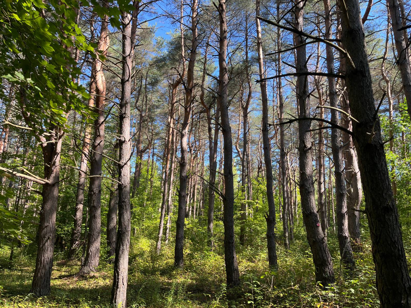 #7 photo, 00 County Route 47, #4, Winthrop , NY 13676