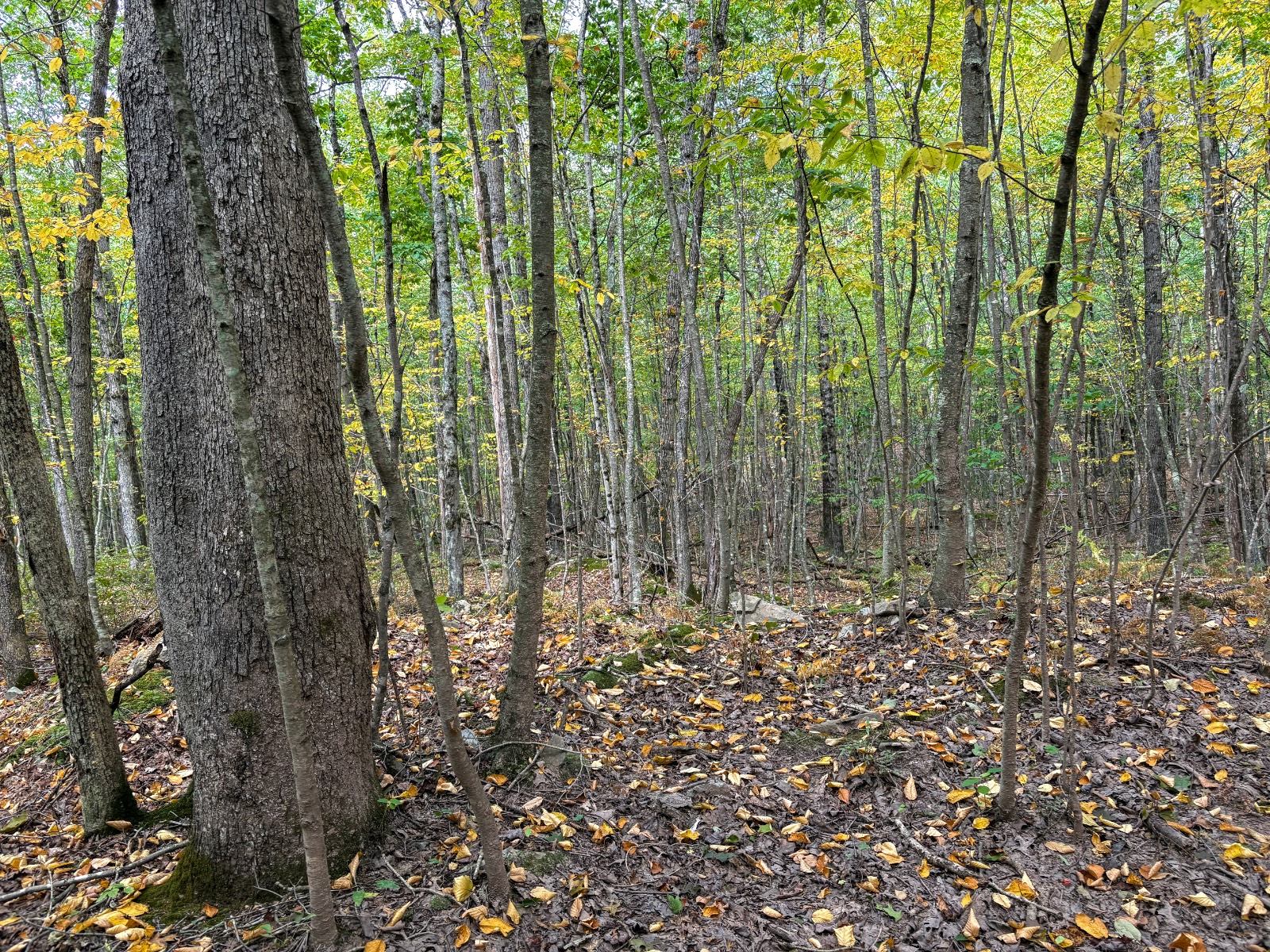 #21 photo, Private ROW off Warren Rd, Hancock , NY 13783