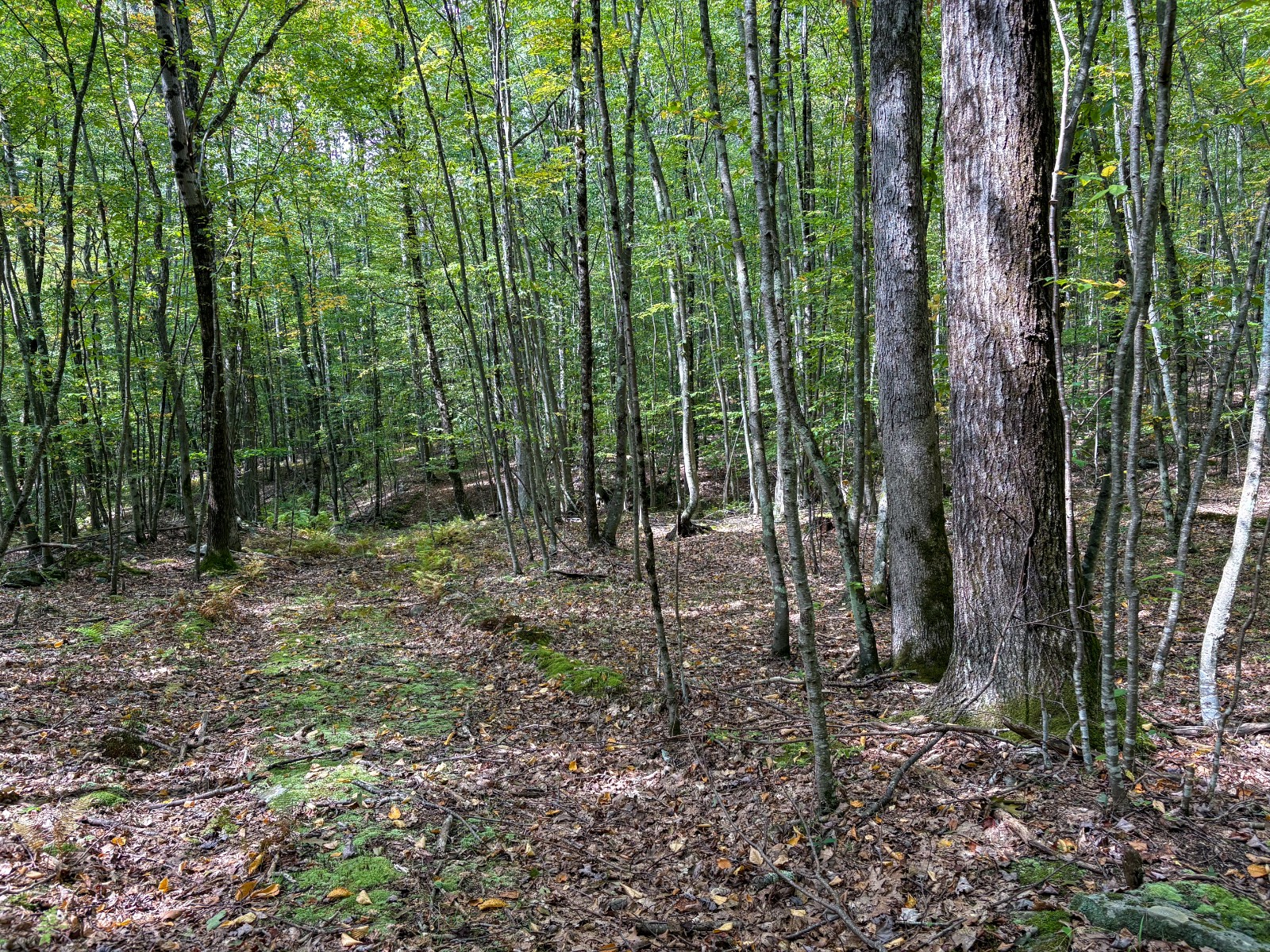 #24 photo, Private ROW off Warren Rd, Hancock , NY 13783