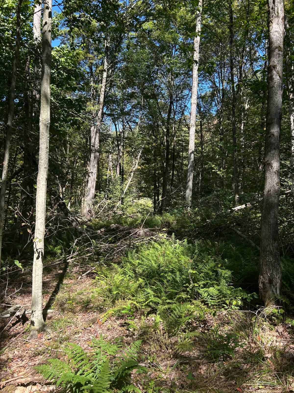 #10 photo, 0 Hathaway Pond, Hancock , NY 13783