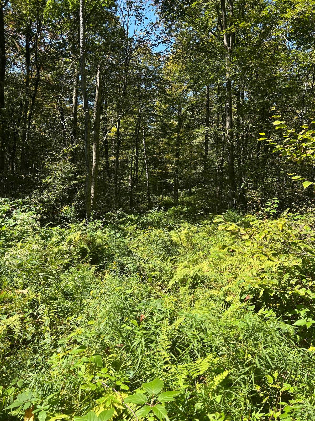 #6 photo, 0 Hathaway Pond, Hancock , NY 13783