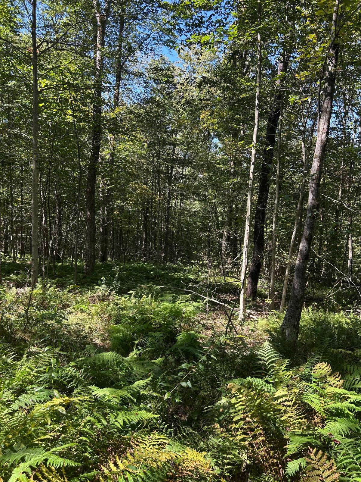 #9 photo, 0 Hathaway Pond, Hancock , NY 13783