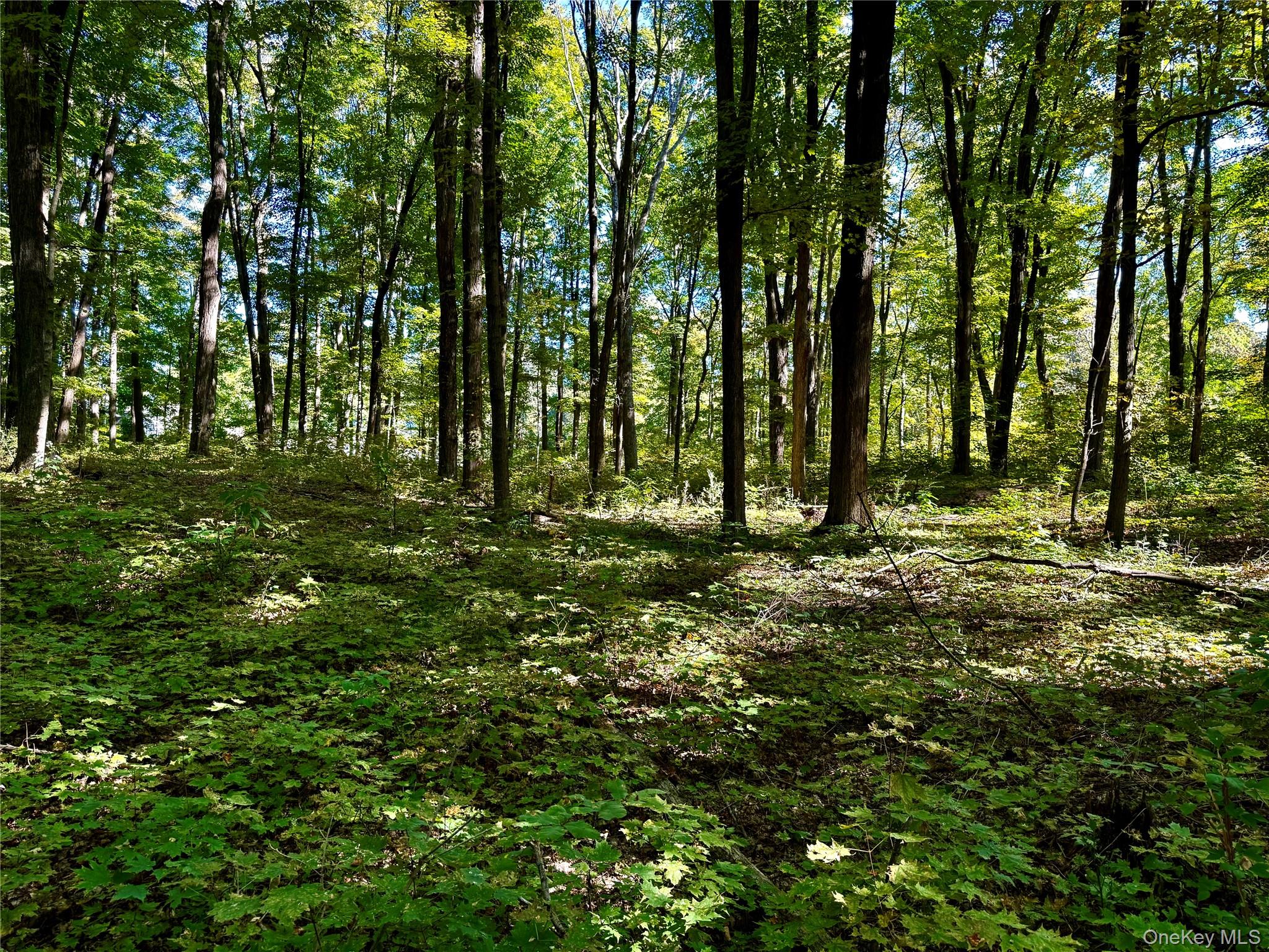 #2 photo, Freedom Road, Lagrangeville , NY 12569