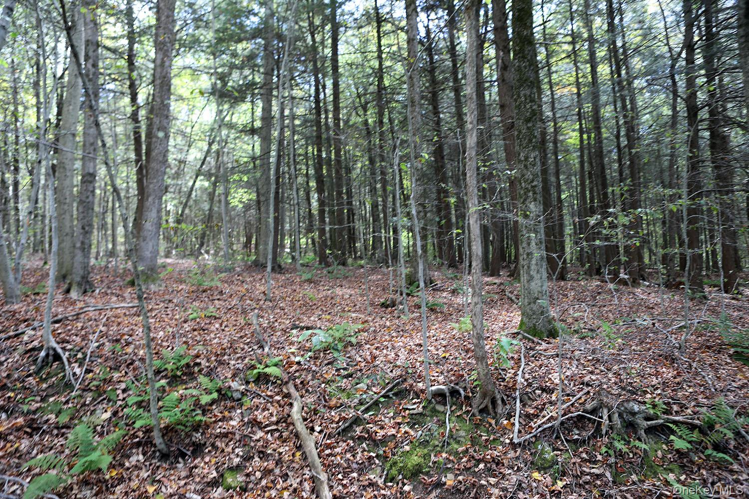 #1 photo, Rt-97, Long Eddy , NY 13783