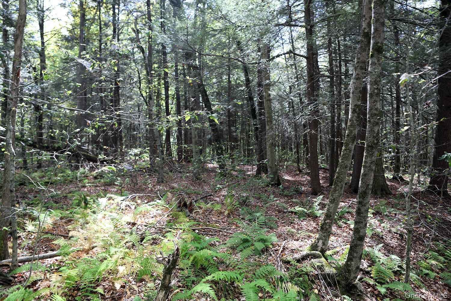 #13 photo, Rt-97, Long Eddy , NY 13783