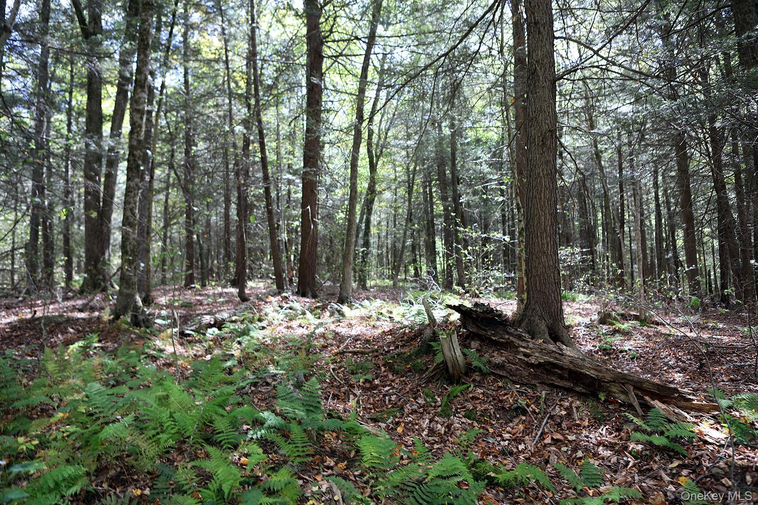 #15 photo, Rt-97, Long Eddy , NY 13783