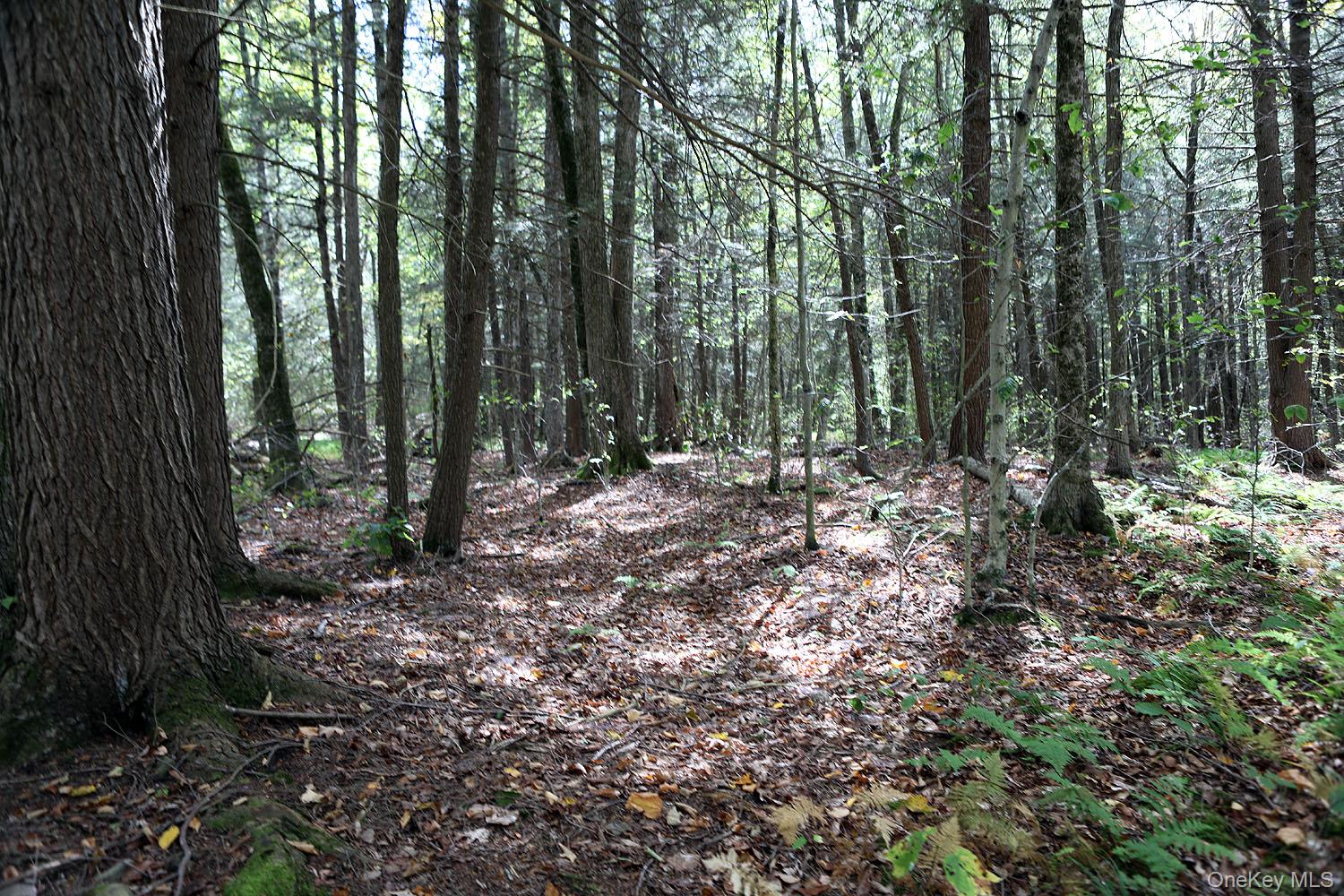 #2 photo, Rt-97, Long Eddy , NY 13783