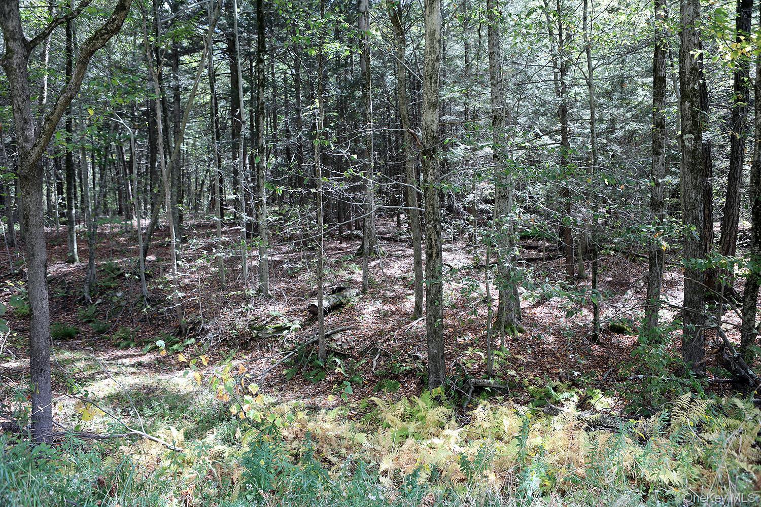 #7 photo, Rt-97, Long Eddy , NY 13783