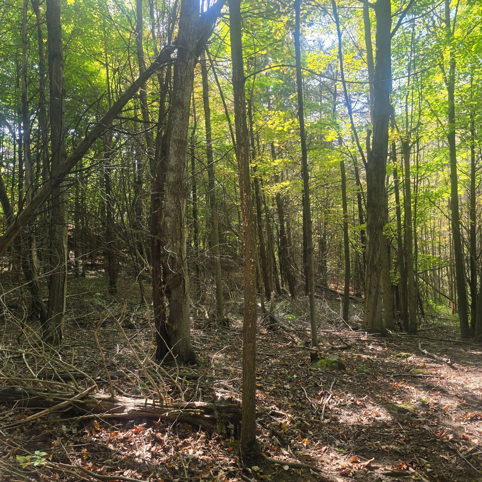 #8 photo, 36432 County Route 22, Antwerp , NY 13608