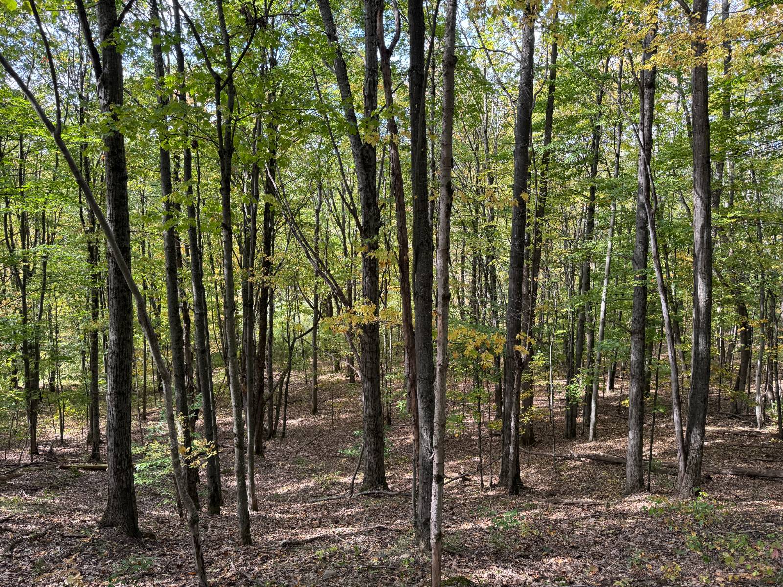 #11 photo, 135  Cook Road, Cooperstown , NY 13326