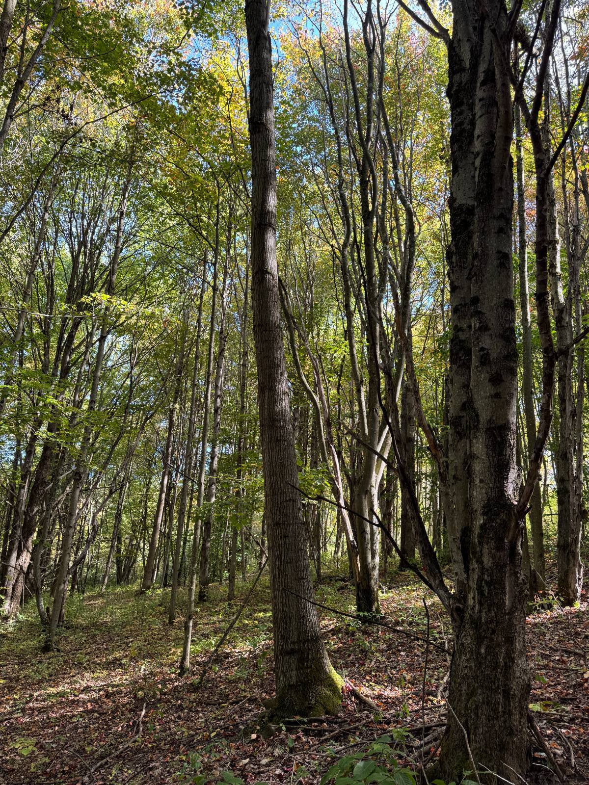 #7 photo, 135  Cook Road, Cooperstown , NY 13326