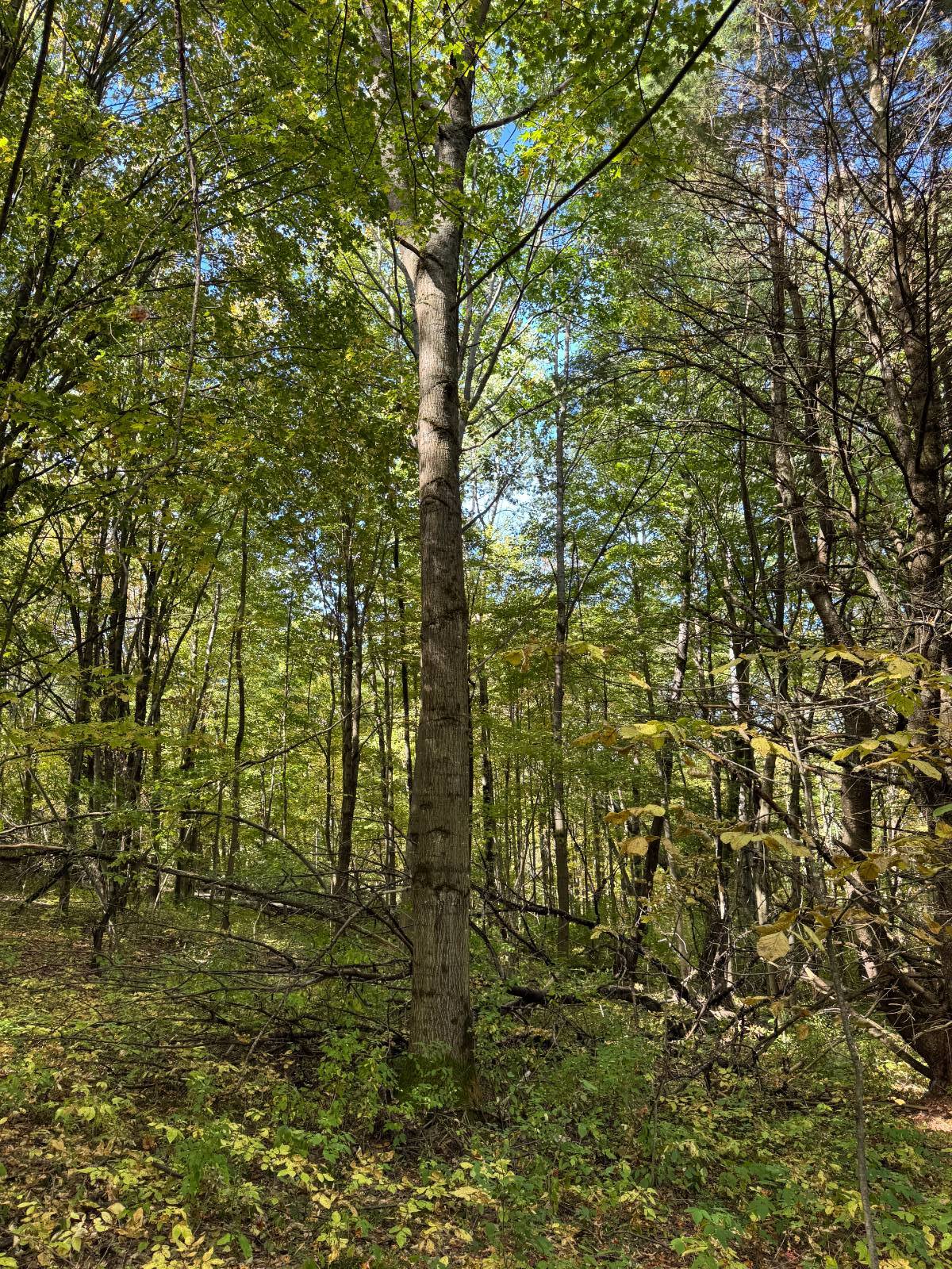 #8 photo, 135  Cook Road, Cooperstown , NY 13326