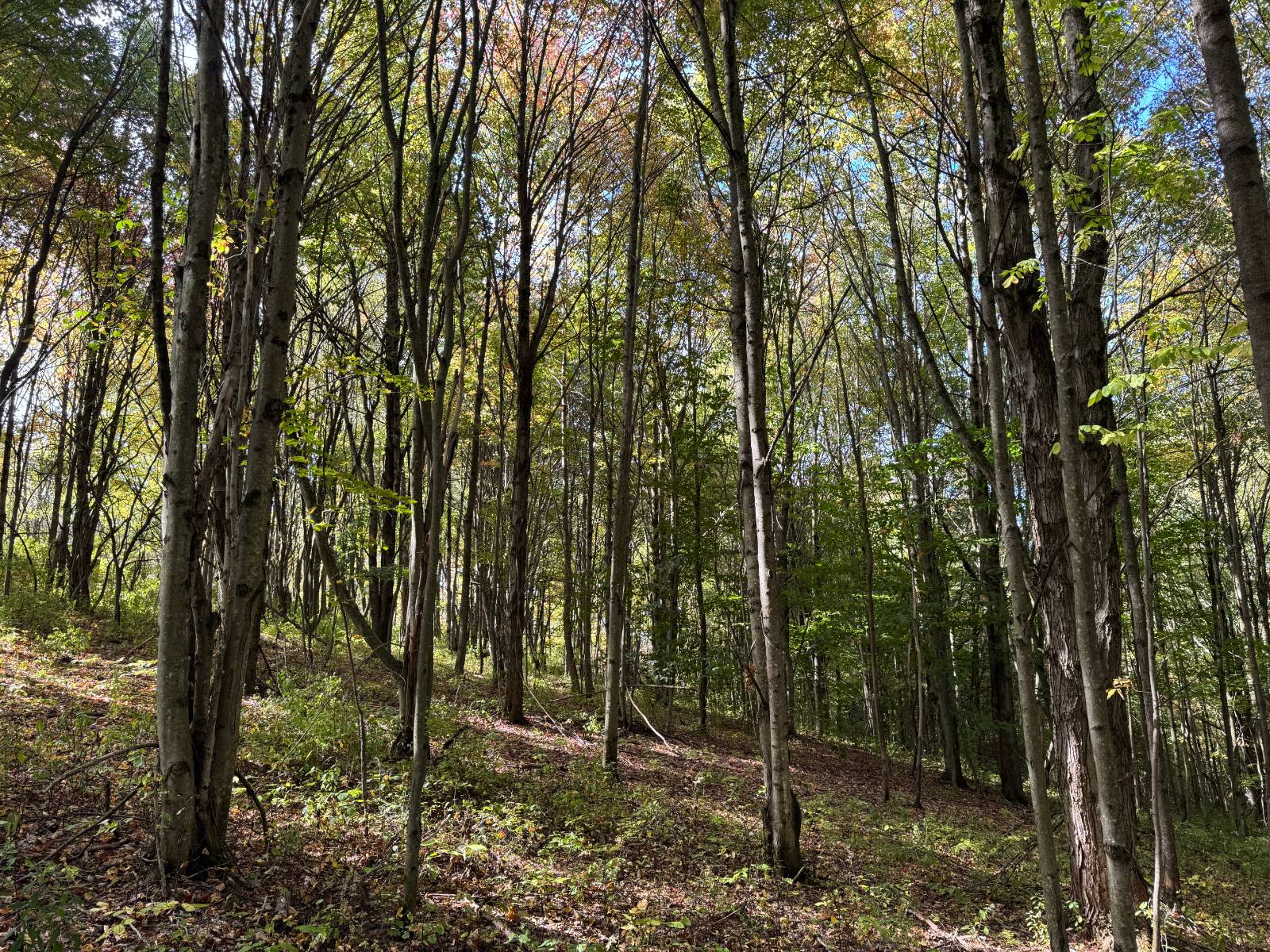 #9 photo, 135  Cook Road, Cooperstown , NY 13326