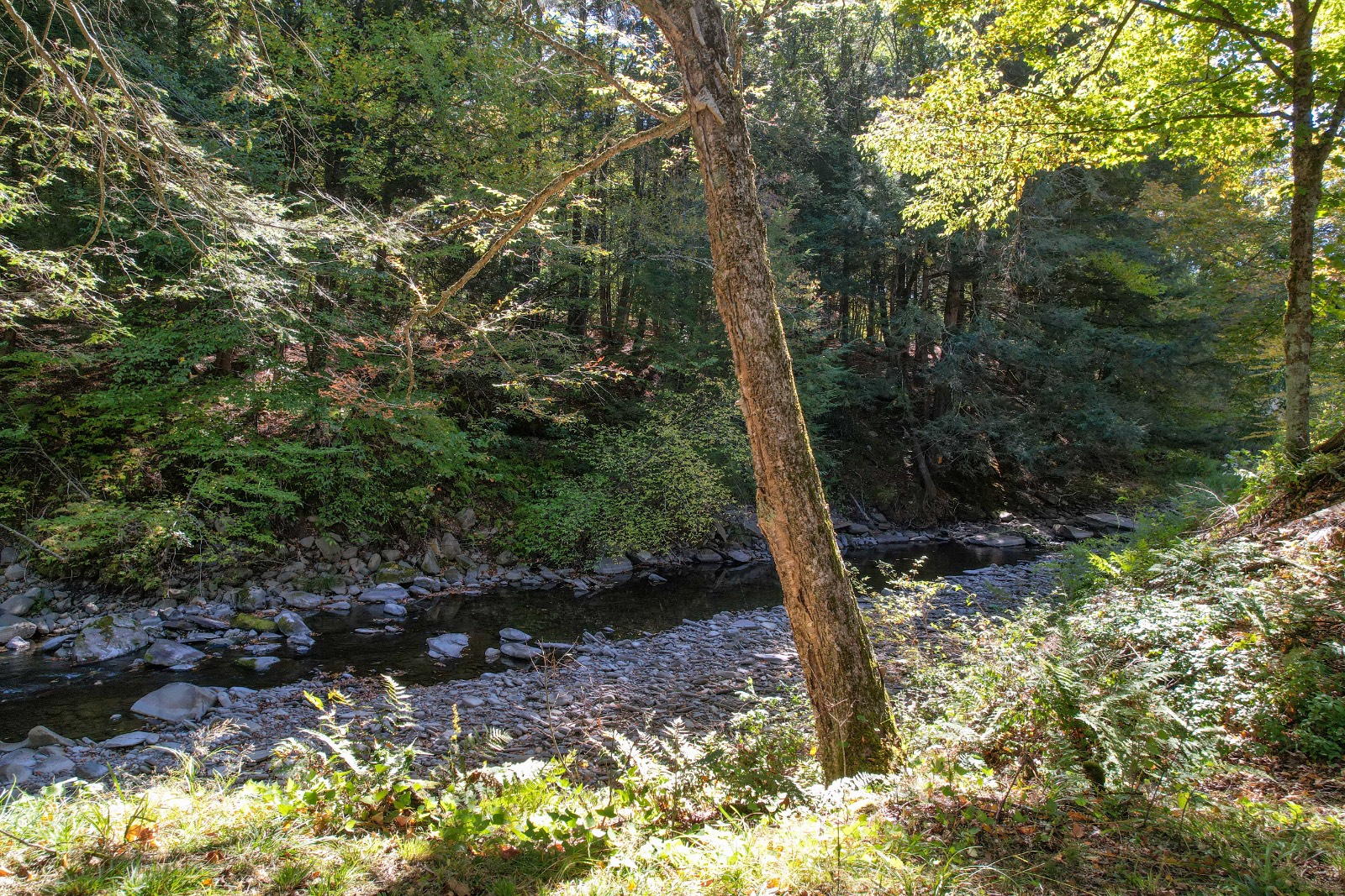 #36 photo, 423 Burnwood Rd, East Branch , NY 13756