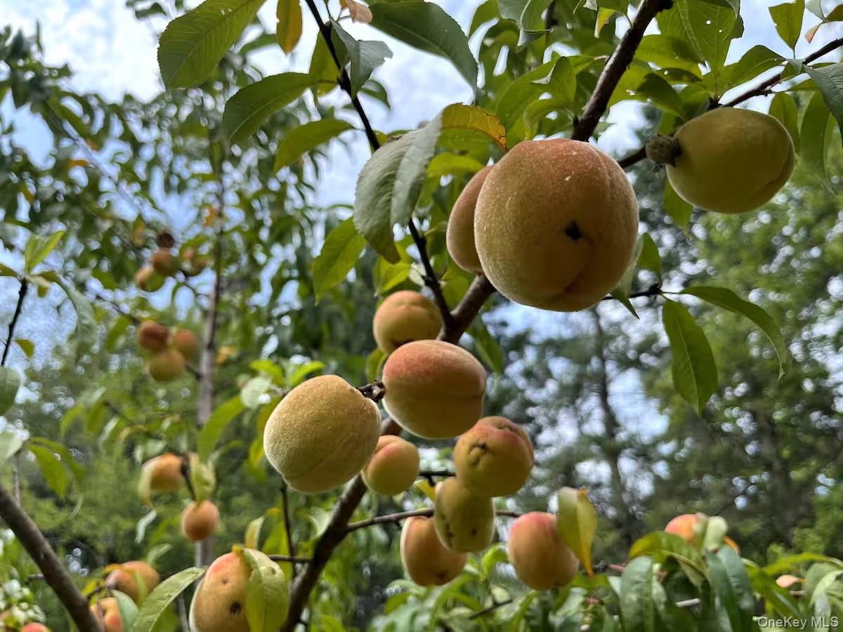 #19 photo, 689 Church Road, Mountain Dale , NY 12763