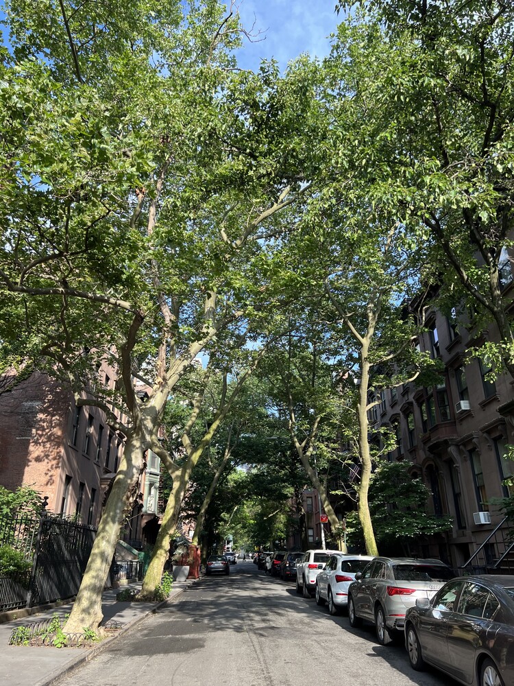 #18 photo, 40 REMSEN Street, ブルックリン区 Brooklyn Heights , NY 11201