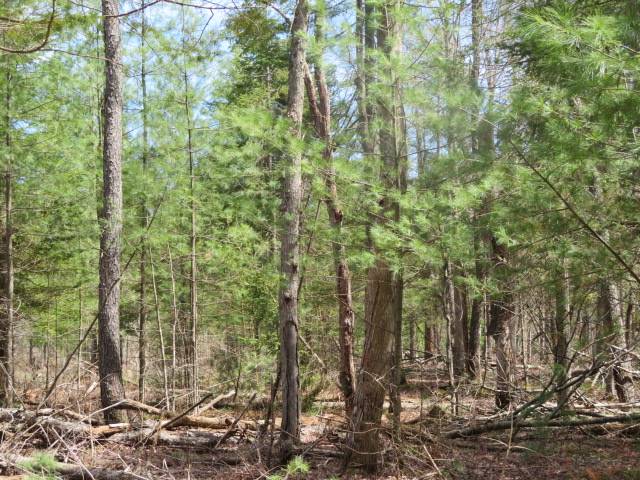 #25 photo, 8083 Moose River Rd, Port Leyden , NY 13433