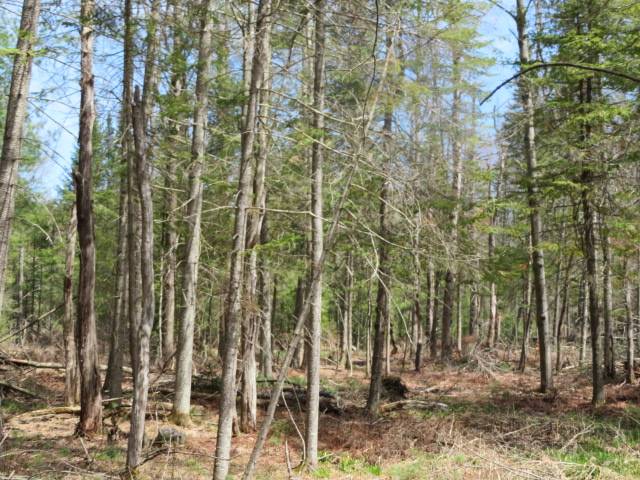 #26 photo, 8083 Moose River Rd, Port Leyden , NY 13433