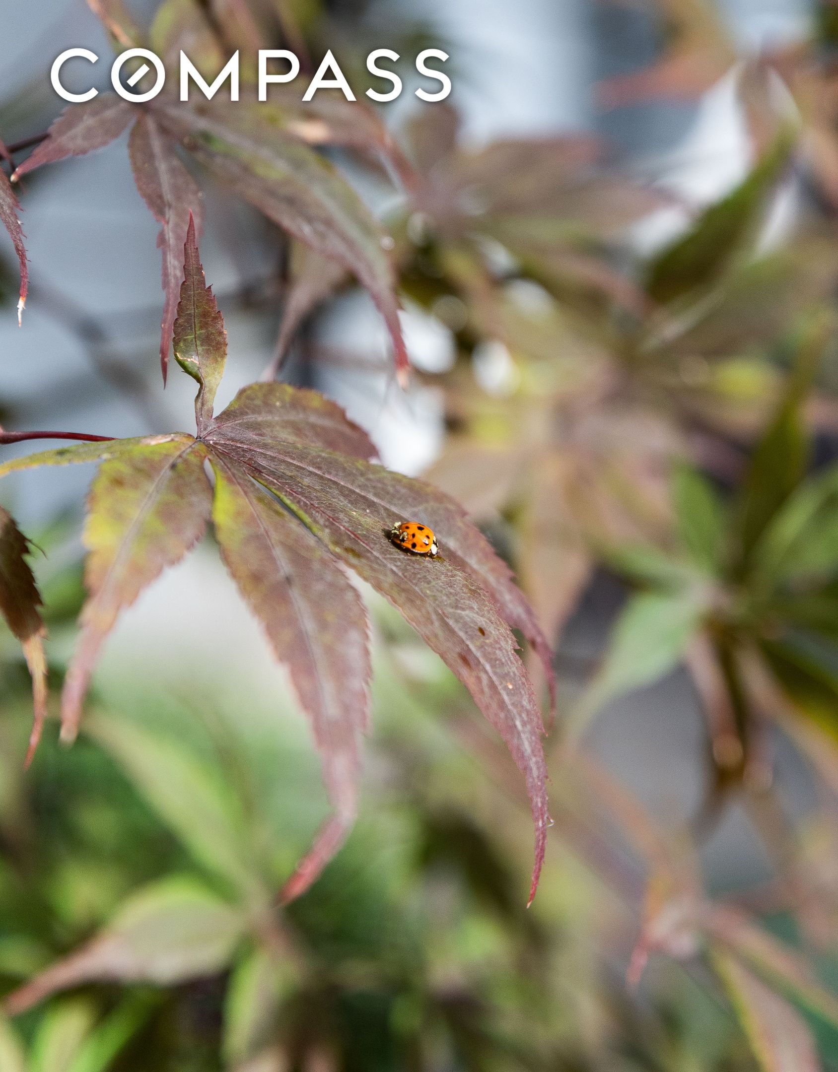 #18 photo, 417 Clinton Street, Carroll Gardens , NY 11231