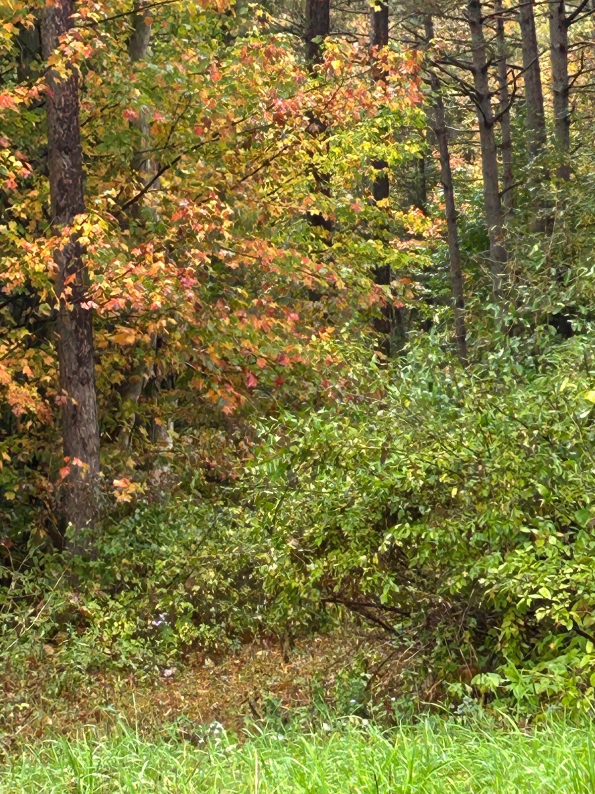 #2 photo, 0 North Road, Dolgeville , NY 13329