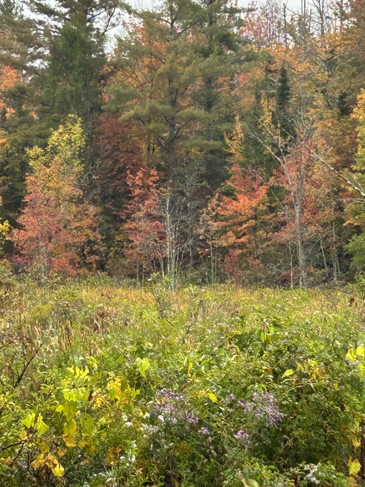 #3 photo, 0 North Road, Dolgeville , NY 13329