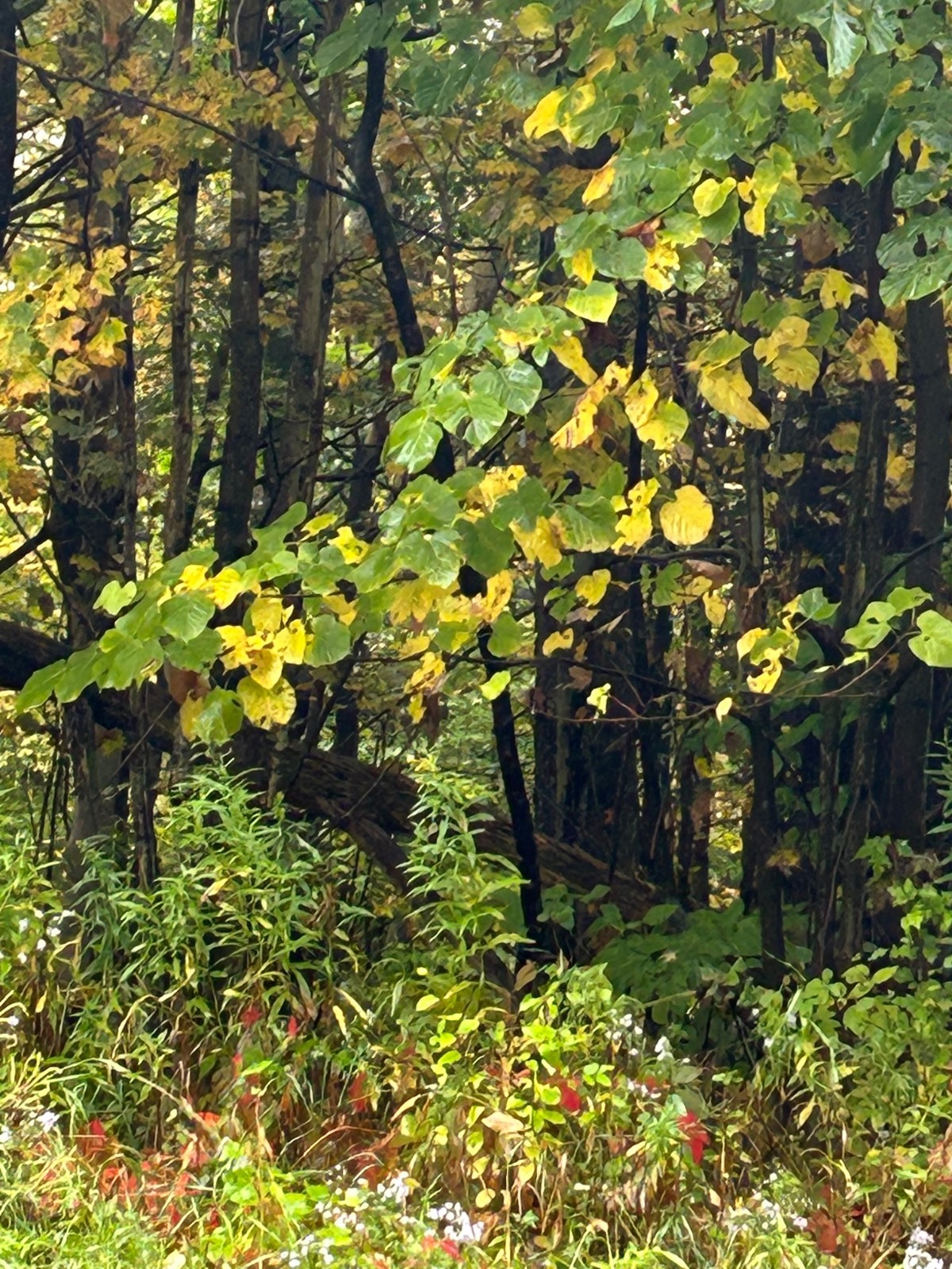 #5 photo, 0 North Road, Dolgeville , NY 13329