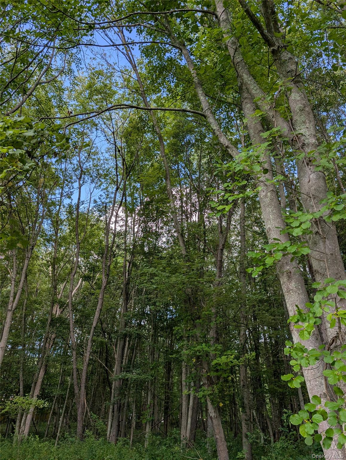 #2 photo, Cr-27, Copake , NY 12516