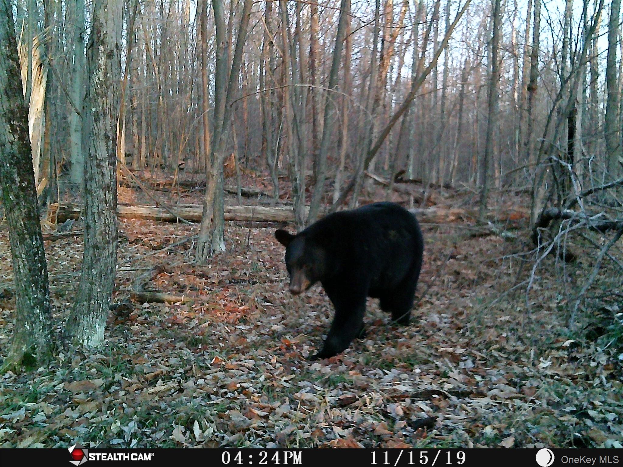 #16 photo, Peakville Road, Roscoe , NY 13783