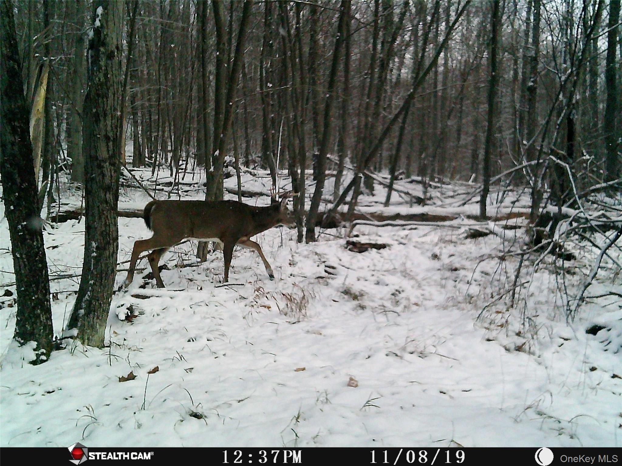 #17 photo, Peakville Road, Roscoe , NY 13783