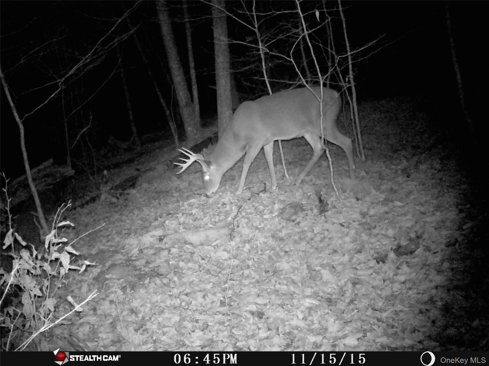 #19 photo, Peakville Road, Roscoe , NY 13783