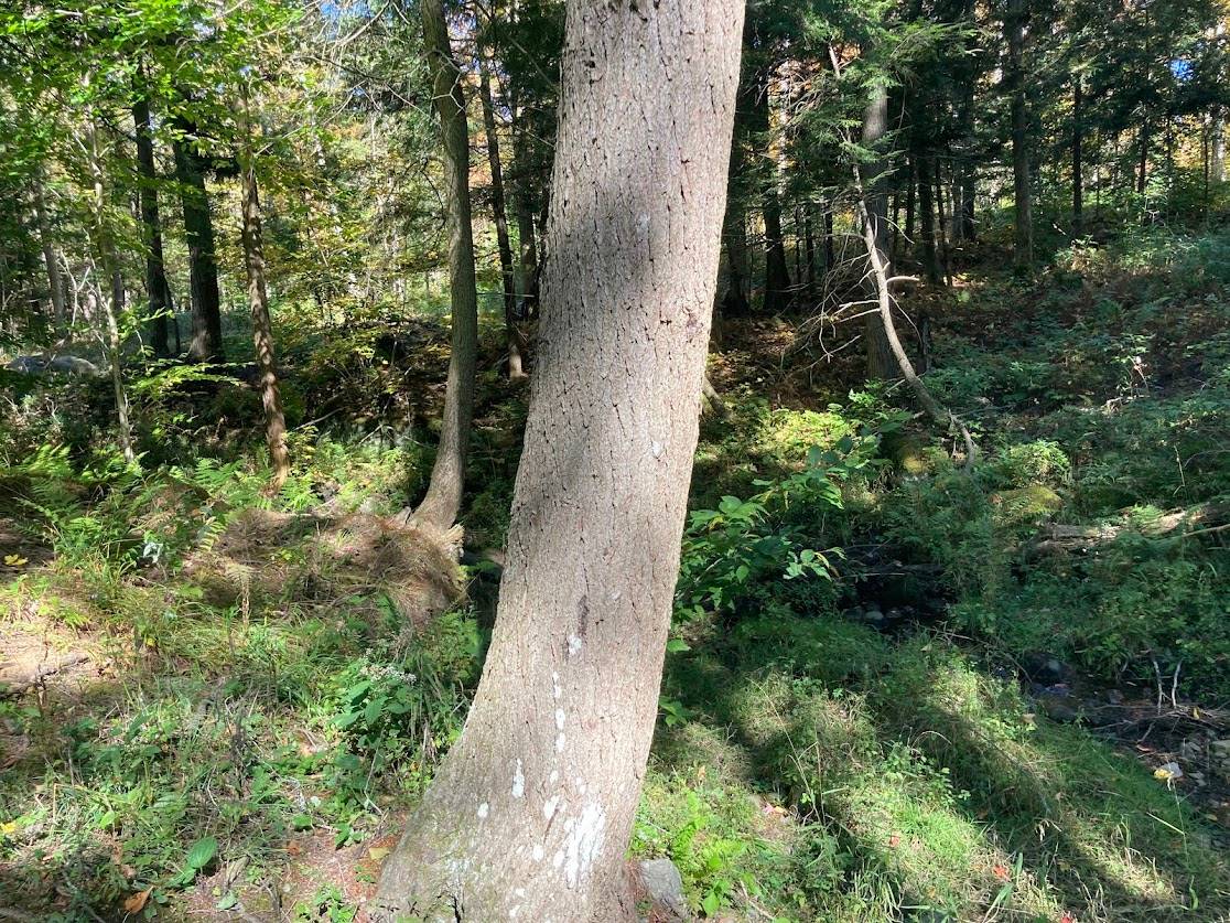 #19 photo, 0 Joslyn Rd, Remsen , NY 13438