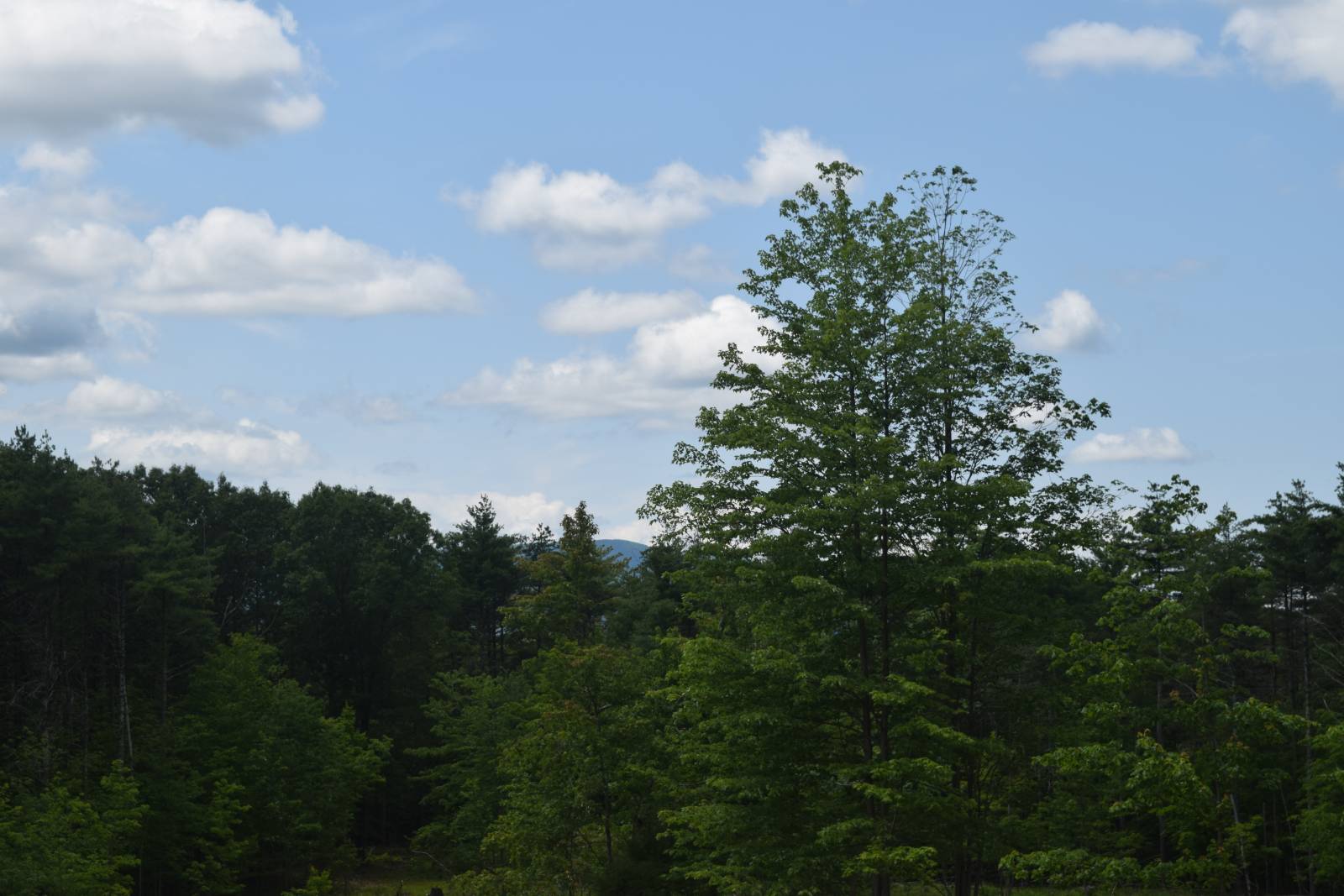 #4 photo, TBD Anthony Drive, Cairo , NY 12058