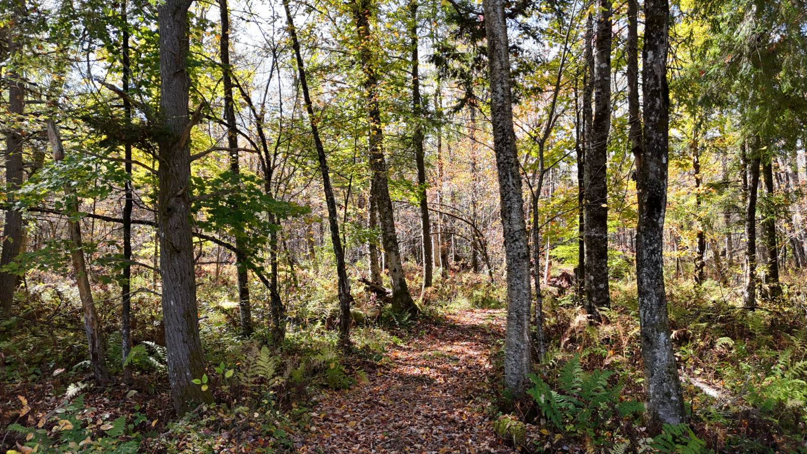 #21 photo, 00 Barker Rd, Dolgeville , NY 13329