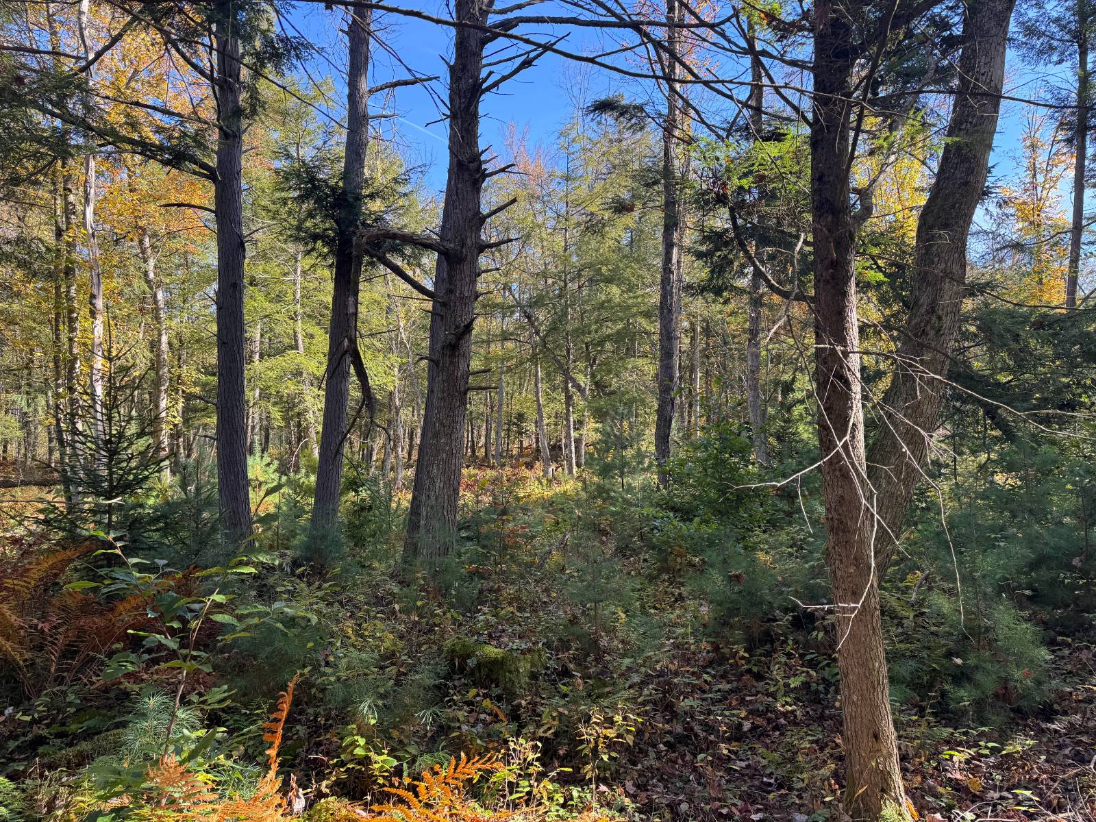 #29 photo, 00 Barker Rd, Dolgeville , NY 13329