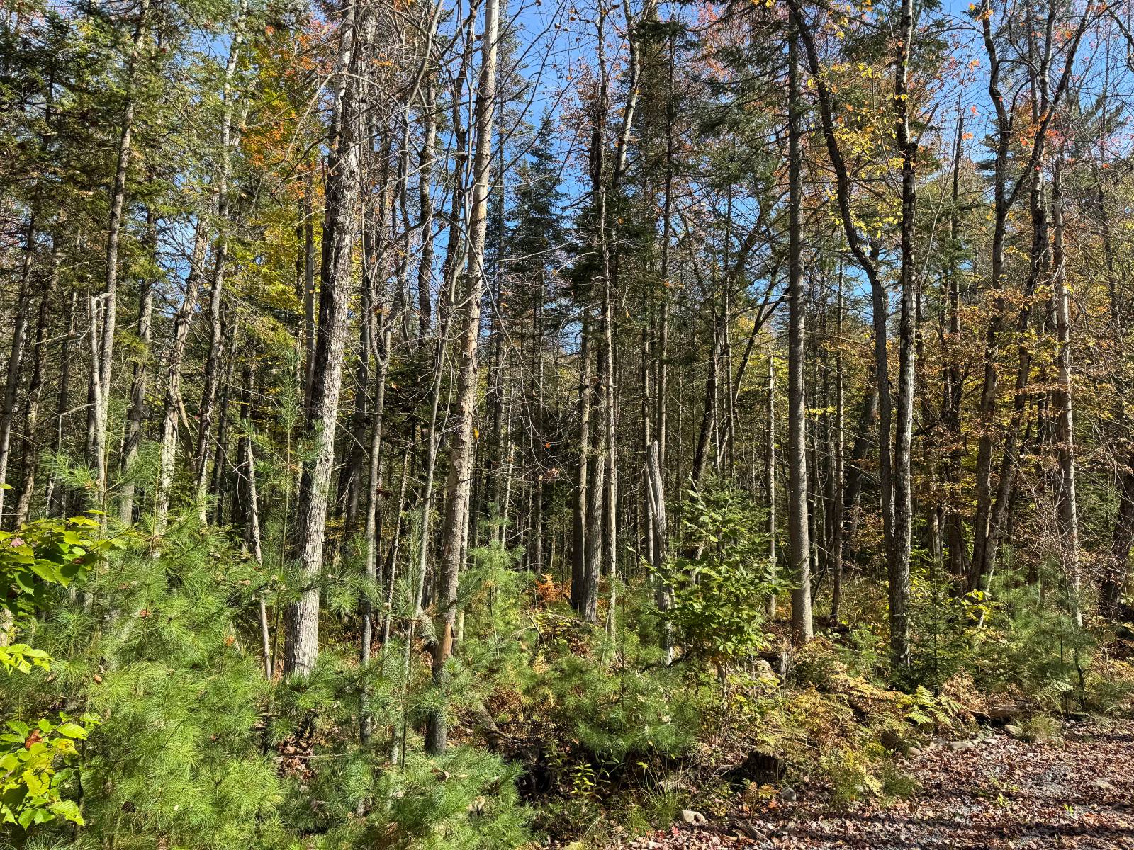 #31 photo, 00 Barker Rd, Dolgeville , NY 13329