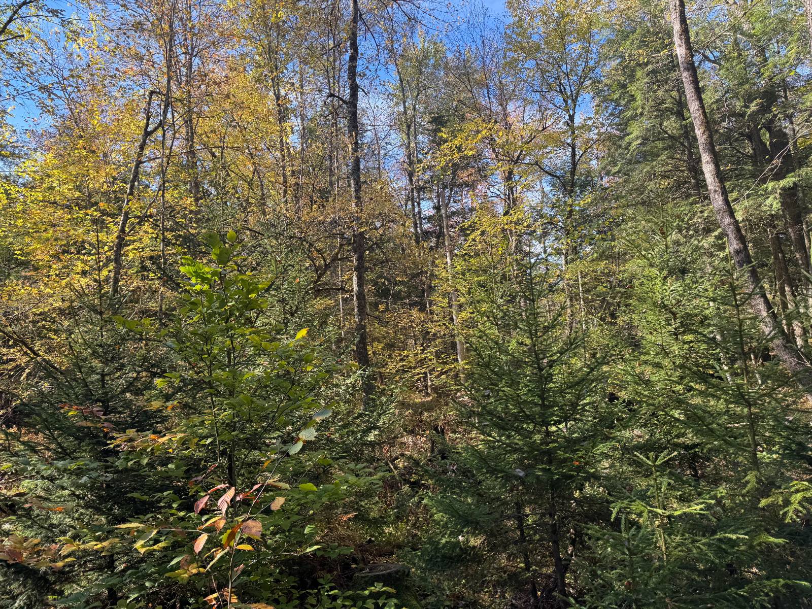 #40 photo, 00 Barker Rd, Dolgeville , NY 13329