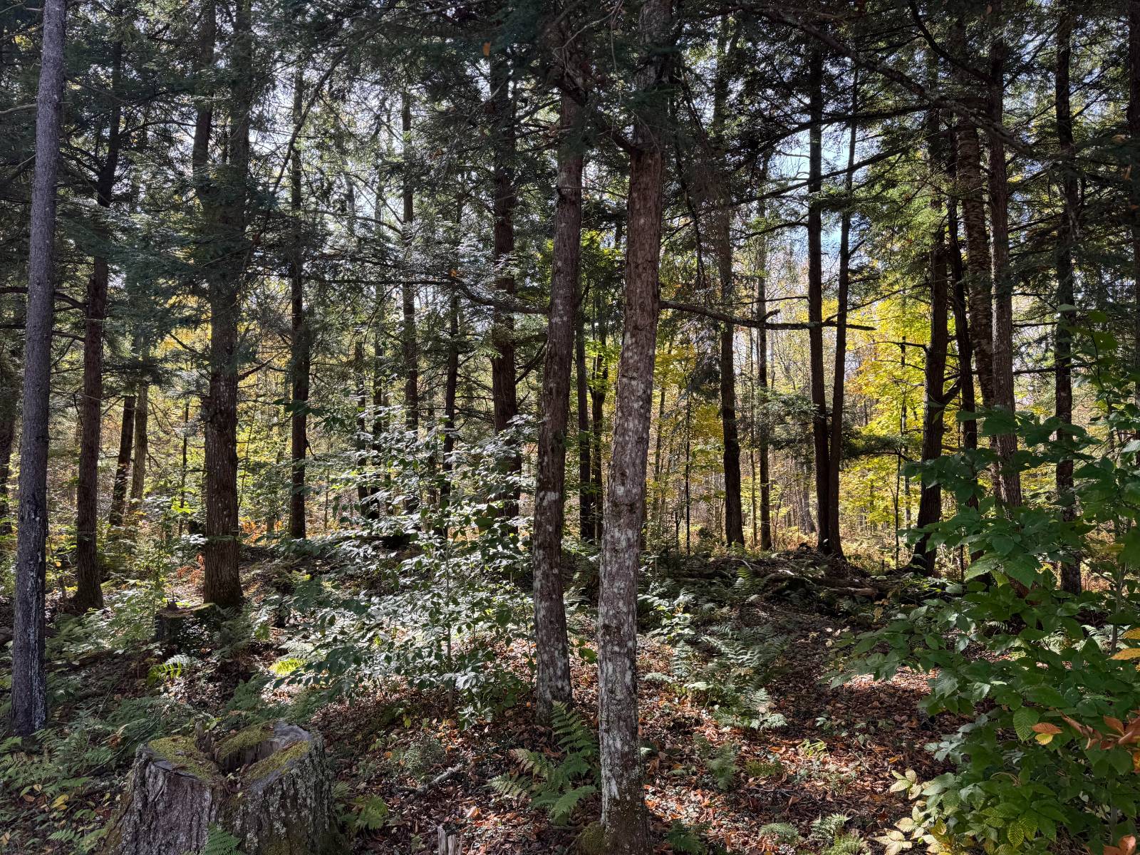 #43 photo, 00 Barker Rd, Dolgeville , NY 13329