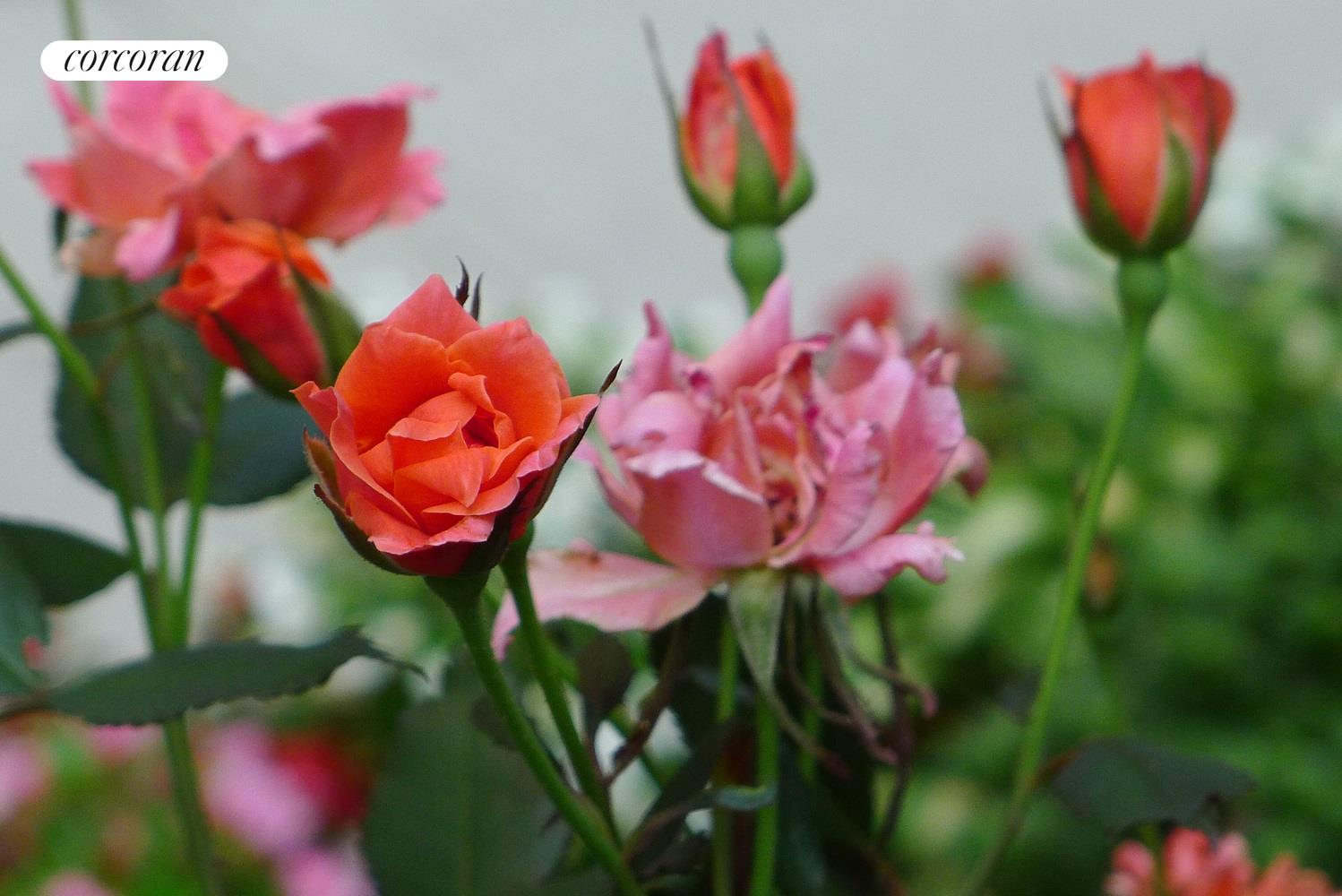 #11 photo, New York City, マンハッタン Upper West Side , NY 10025