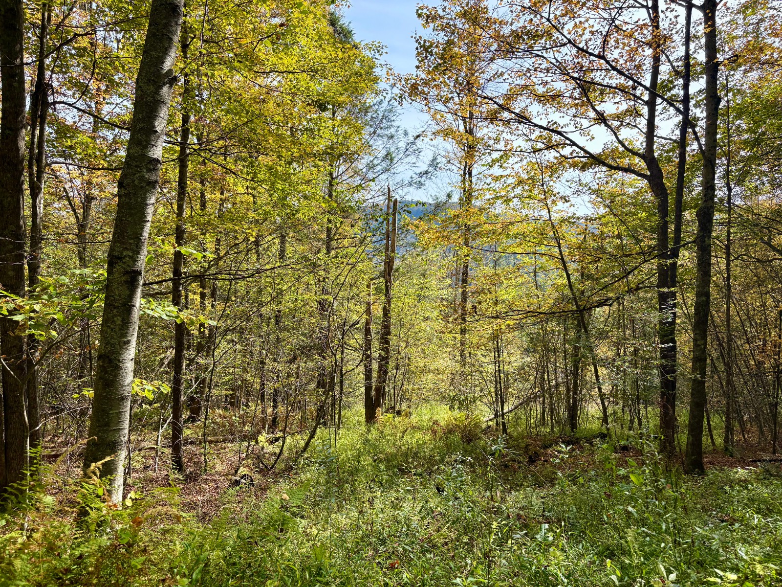 #26 photo, 0 Wheeler Hollow, Hancock , NY 13783