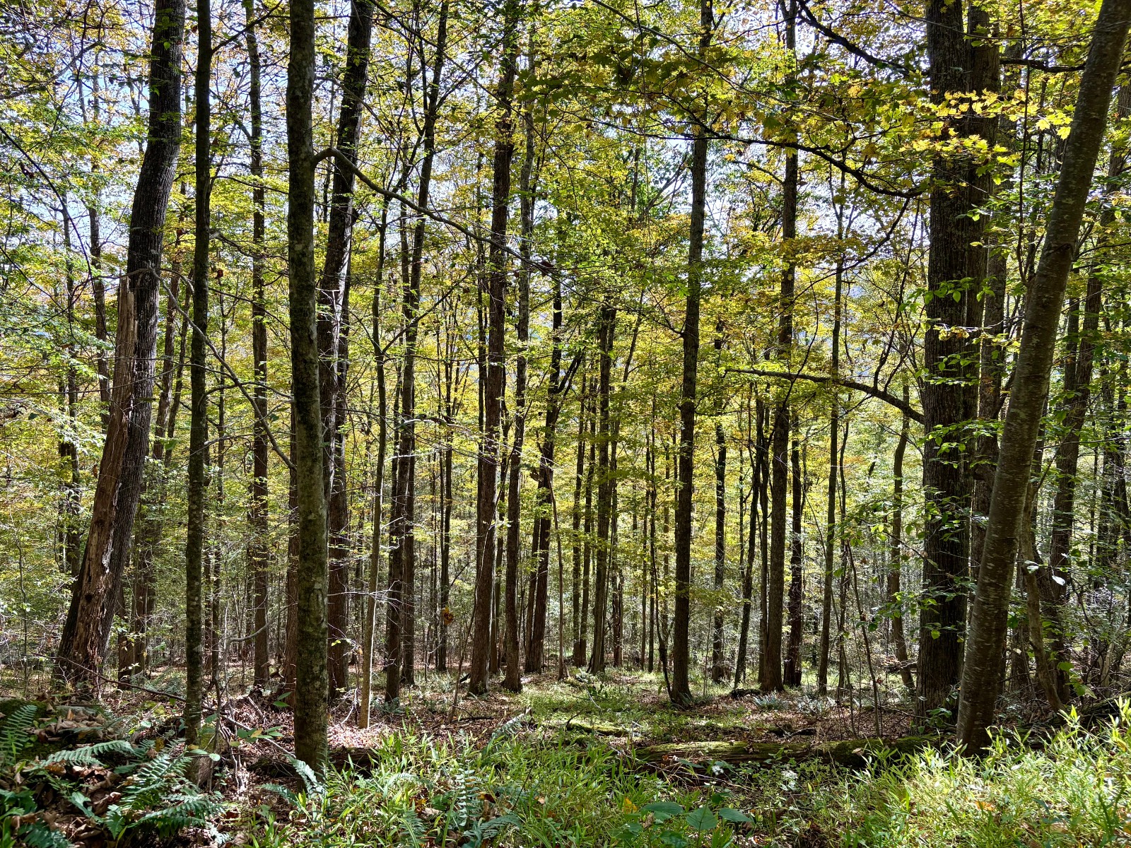 #28 photo, 0 Wheeler Hollow, Hancock , NY 13783