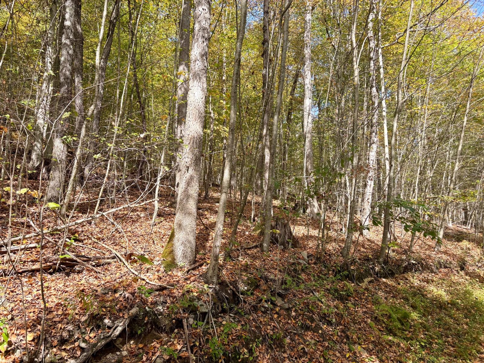 #7 photo, 0 Wheeler Hollow, Hancock , NY 13783