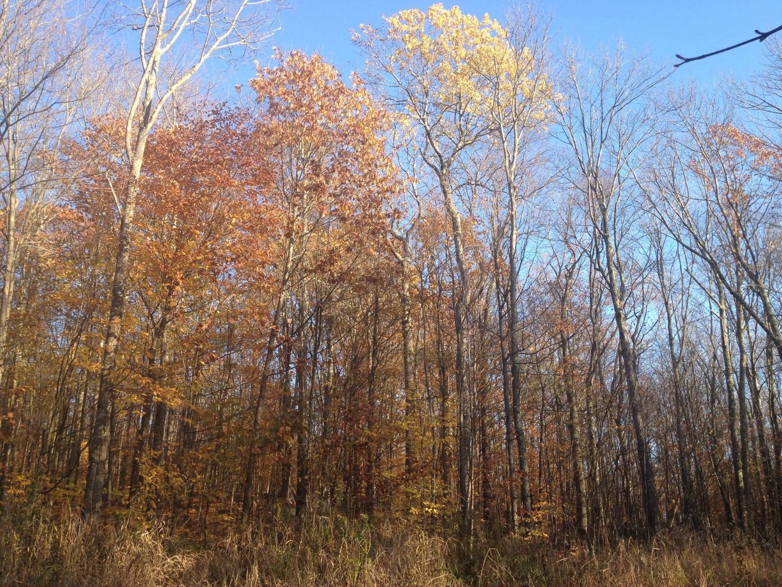 #6 photo, 322 Beddoe Rd, Fleischmanns , NY 12430