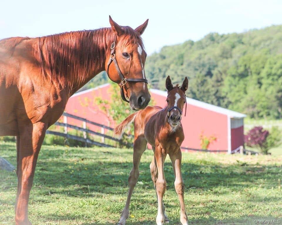 #9 photo, 3 Little York, Pine Island , NY 10990